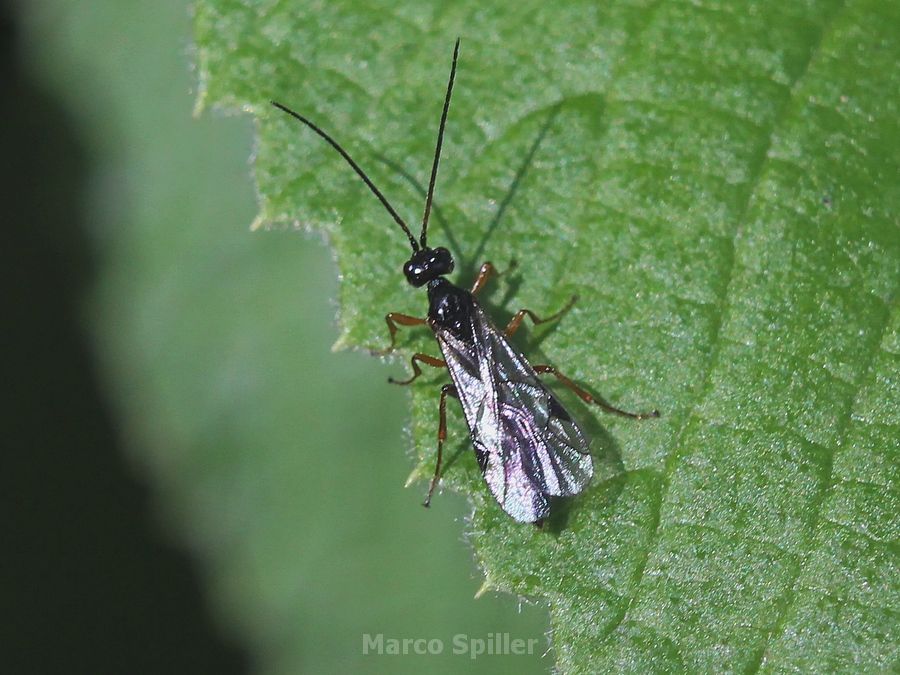 Icneumonidae da identificare